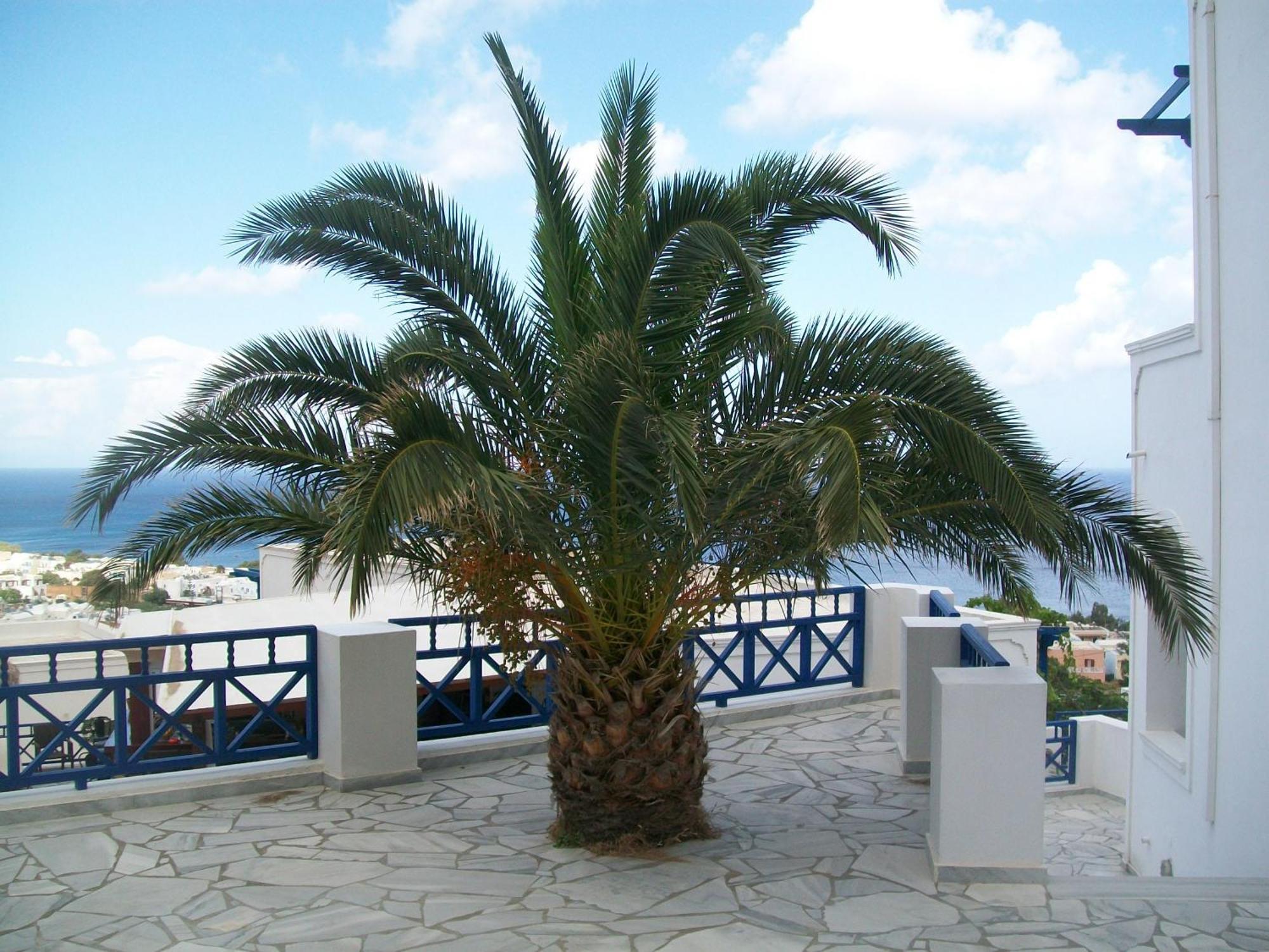 Aegean View Hotel Kamári Eksteriør billede